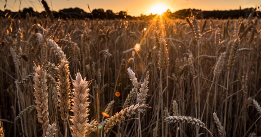 Мировые цены на пшеницу выросли на 1.6%