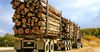 Казахстан продлил запрет на вывоз отдельных видов лесоматериалов