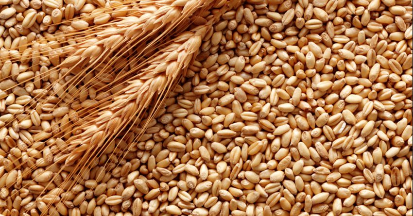 В Кыргызстан поступят 2 тысячи тонн пшеницы краснодарской селекции