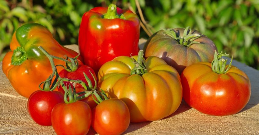 Кыргызстан может возобновить ввоз томатов и перцев в Россию