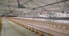 РКФР возобновит финансирование птицефабрики в Балыкчы