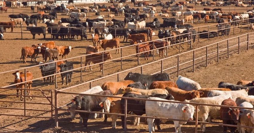 11 животноводческих рынков временно закрыты за нарушения