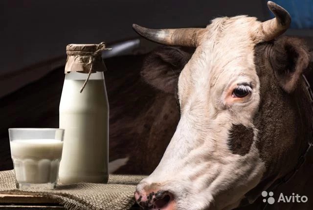 Закупочные цены на молоко в Таласе в три раза дешевле розничных