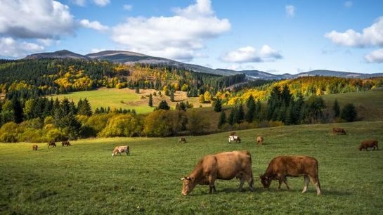 Страны ЕАЭС будут обмениваться сведениями в области животноводства