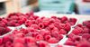 Крестьянское хозяйство КР за девять месяцев экспортировало в РФ и РК тысячу тонн ягод