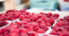 Крестьянское хозяйство КР за девять месяцев экспортировало в РФ и РК тысячу тонн ягод