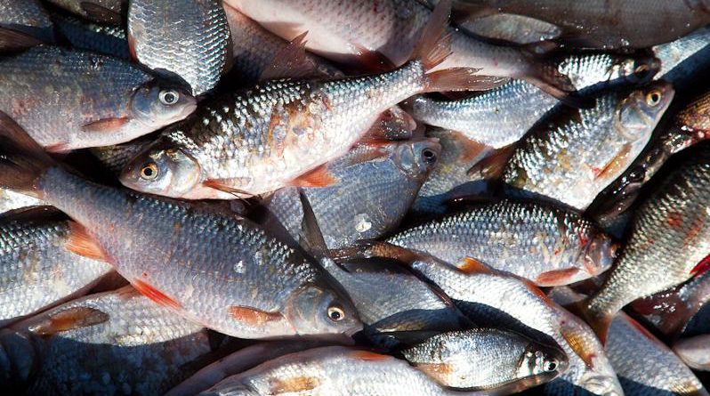 КР демонстрирует успехи в рыбохозяйственной отрасли