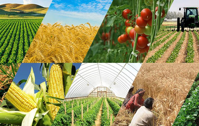 КР опережает страны ЕАЭС по росту производства сельхозпродукции