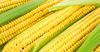 Министр сельского хозяйства рассказал, куда фермеры могут сдать кукурузу