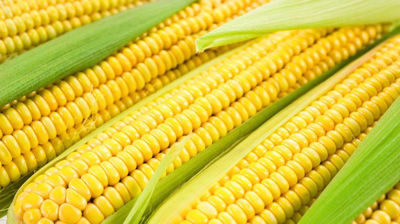 Министр сельского хозяйства рассказал, куда фермеры могут сдать кукурузу