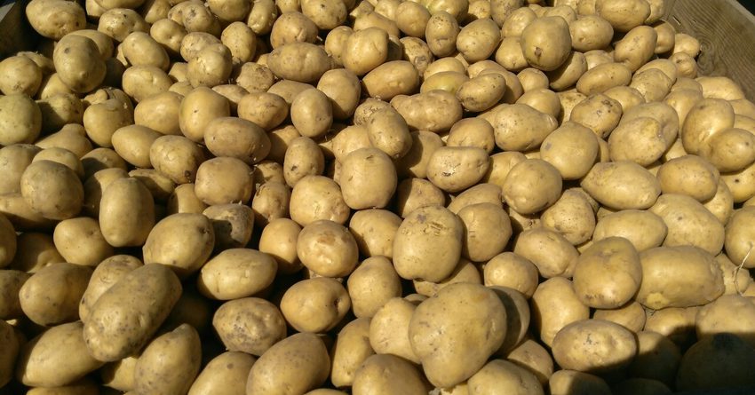 Казахстан запретил ввоз кыргызского картофеля