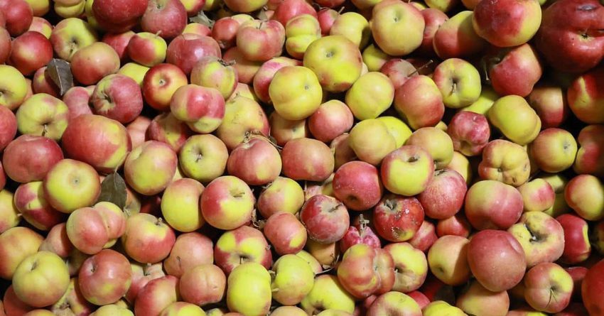 Местные яблоки будут экспортироваться в Китай