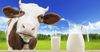 Дефицит молока – это сезонное уменьшение производства – Аскарбек Джаныбеков