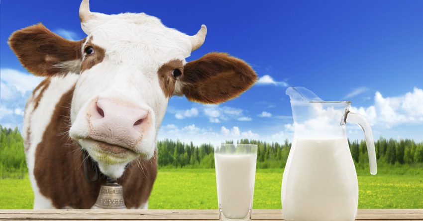 Дефицит молока – это сезонное уменьшение производства – Аскарбек Джаныбеков