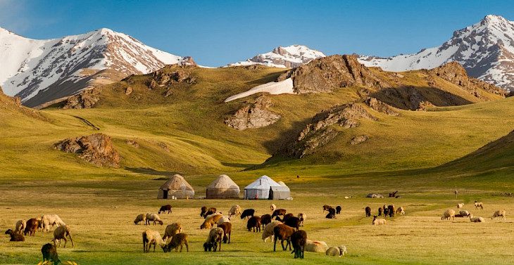 Кыргызстан 60,6 млн сомго жайыт чөптөрүнүн үрөнүн сатып алат