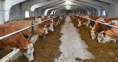 С июля в КР снимут запрет на экспорт домашнего скота