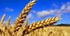 Казахстан продлил запрет на ввоз пшеницы. Для ЕАЭС тоже