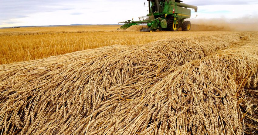 Сокращение посевов пшеницы и сахарной свеклы не отразится на урожае