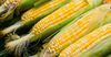 В Джети-Огузе планируют засеять кукурузой 100 гектаров
