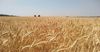 ВПП ООН закупила пшеницу у более 100 фермеров КР