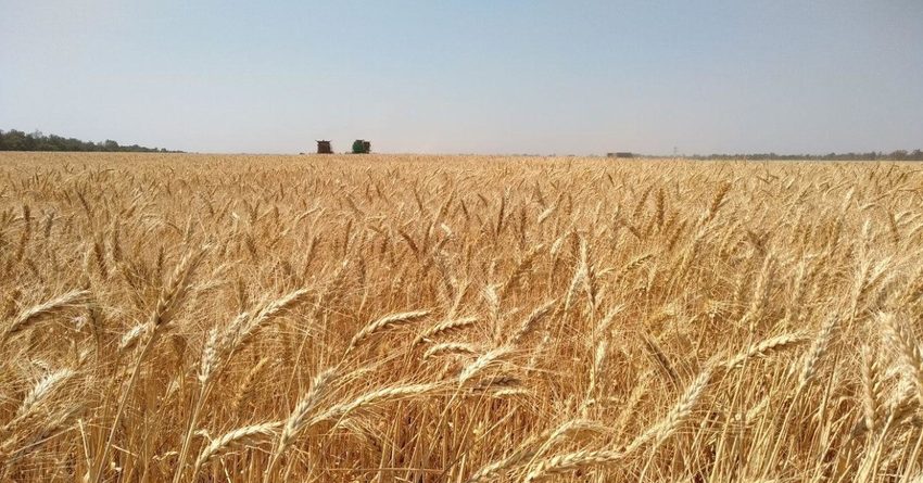 ВПП ООН закупила пшеницу у более 100 фермеров КР