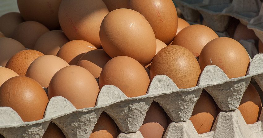 В Кыргызстане больше всего яиц производится в Чуйской области