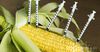 Минсельхоз проведет расследование по ГМО-семенам из КР