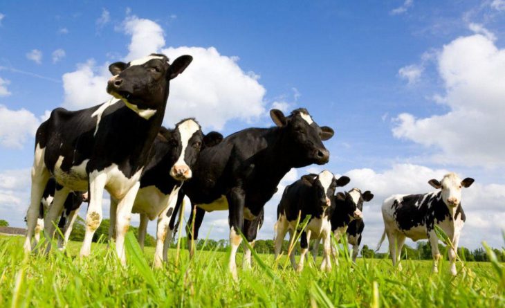 В РК полностью запретят экспорт скота