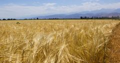 Урожайность сельхозкультур КР достигла высоких показателей