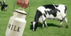 В Кыргызстане хотят ввести госрегулирование цен на молоко