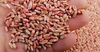 Казахстан поставит Кыргызстану 1 тысячу тонн озимой пшеницы