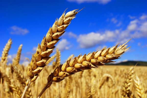 Из РУз в КР доставили 1 тысячу тонн семян озимой пшеницы
