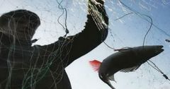 За незаконный улов рыбы оштрафовали на сумму более 176 тысяч сомов