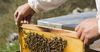 Пчеловодство станет одним из направлений социального контракта
