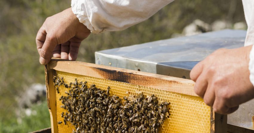 Пчеловодство станет одним из направлений социального контракта