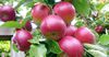 Кооператив из Кыргызстана экспортировал  в Казахстан 935 тонн яблок
