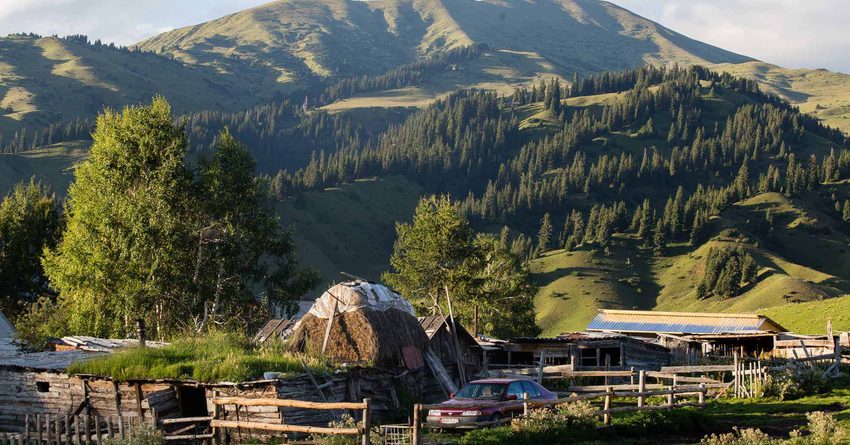 В горных районах Кыргызстана на скот нападают медведи