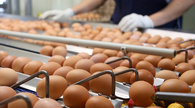 Обеспеченность КР куриными яйцами вырастет на 10% — Артем Новиков