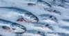 За полгода Кыргызстан экспортировал рыбы на 685.8 млн сомов