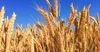 В этом году планируется собрать 680 тысяч тонн пшеницы — министр