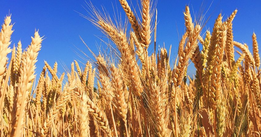 В этом году планируется собрать 680 тысяч тонн пшеницы — министр