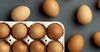 Россия не ввела запрет на экспорт куриных яиц — Минсельхоз