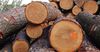 В КР введен временный запрет на вывоз лесоматериалов