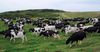 В Кыргызстане цены на скот самые высокие среди стран ЕАЭС