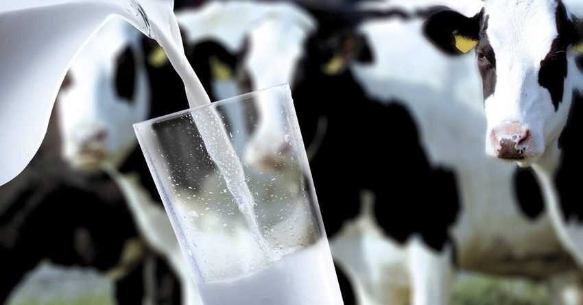 Фермеры КР могут получить льготные кредиты на развитие молочного сектора