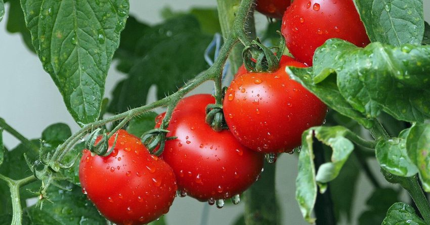 Кыргызстан 15,7 миң тонна помидор импорттоду