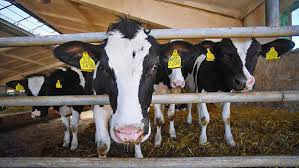 Уменьшился объем экспорта крупного рогатого скота на 64%