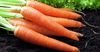 В Казахстане морковь за месяц подорожала на 16%