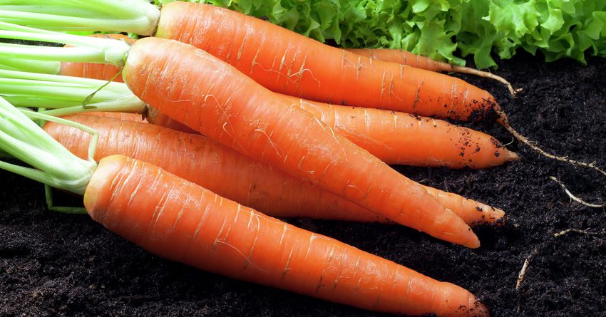 В Казахстане морковь за месяц подорожала на 16%