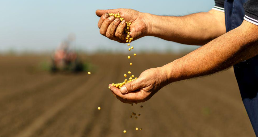 В ЕАЭС  вводят запрет на ввоз ГМО семян